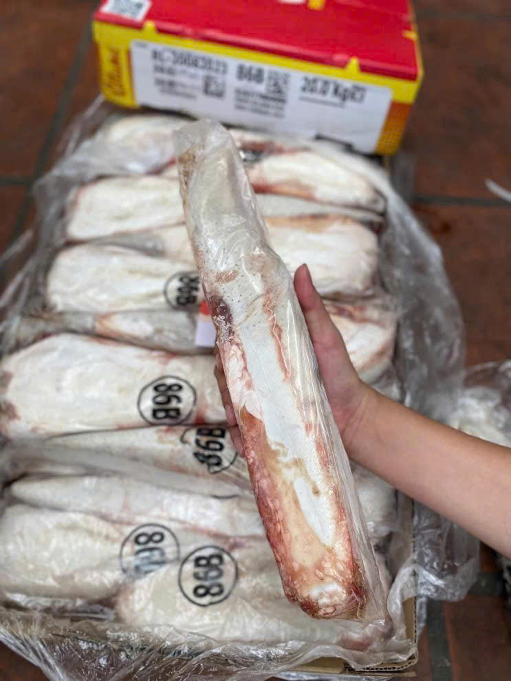 Lưỡi trâu ấn độ allana 86b