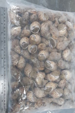 Ốc hương ấn độ 30 50 -1