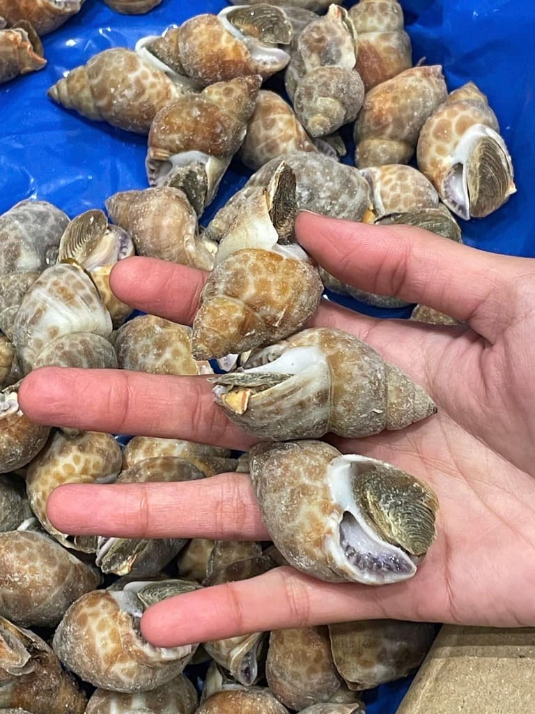 Ốc hương ấn độ 30 50 -3