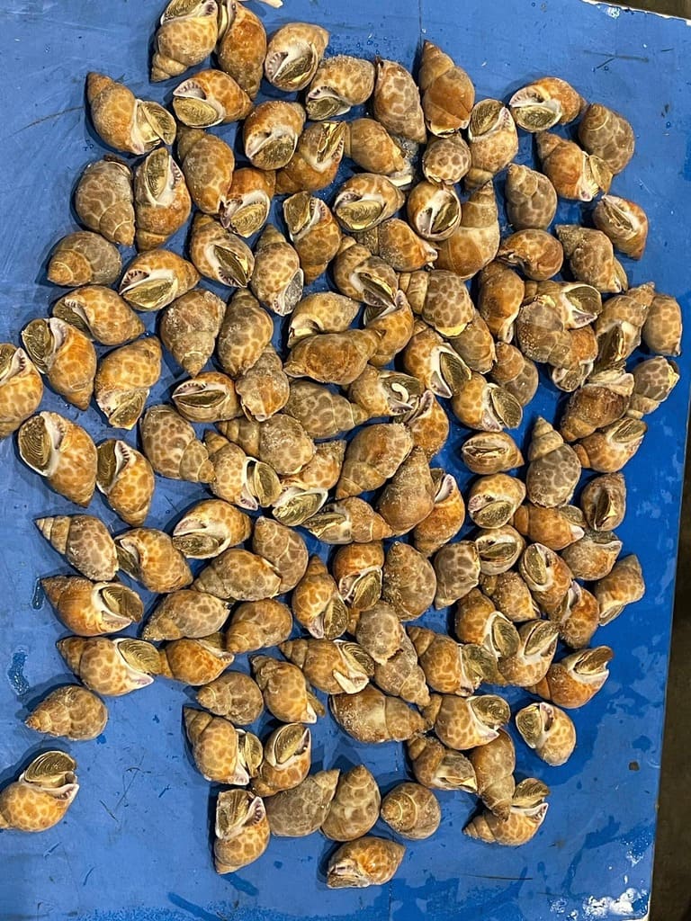 Ốc hương ấn độ 30 50 4