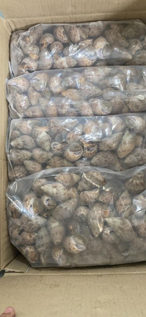 Ốc hương ấn độ 30 50 -7