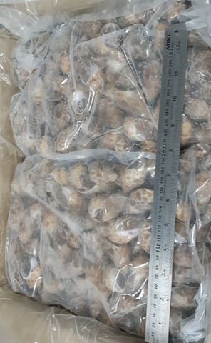 Ốc hương ấn độ 30 50