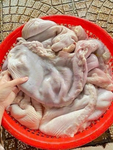 bao tử heo 8088 -6