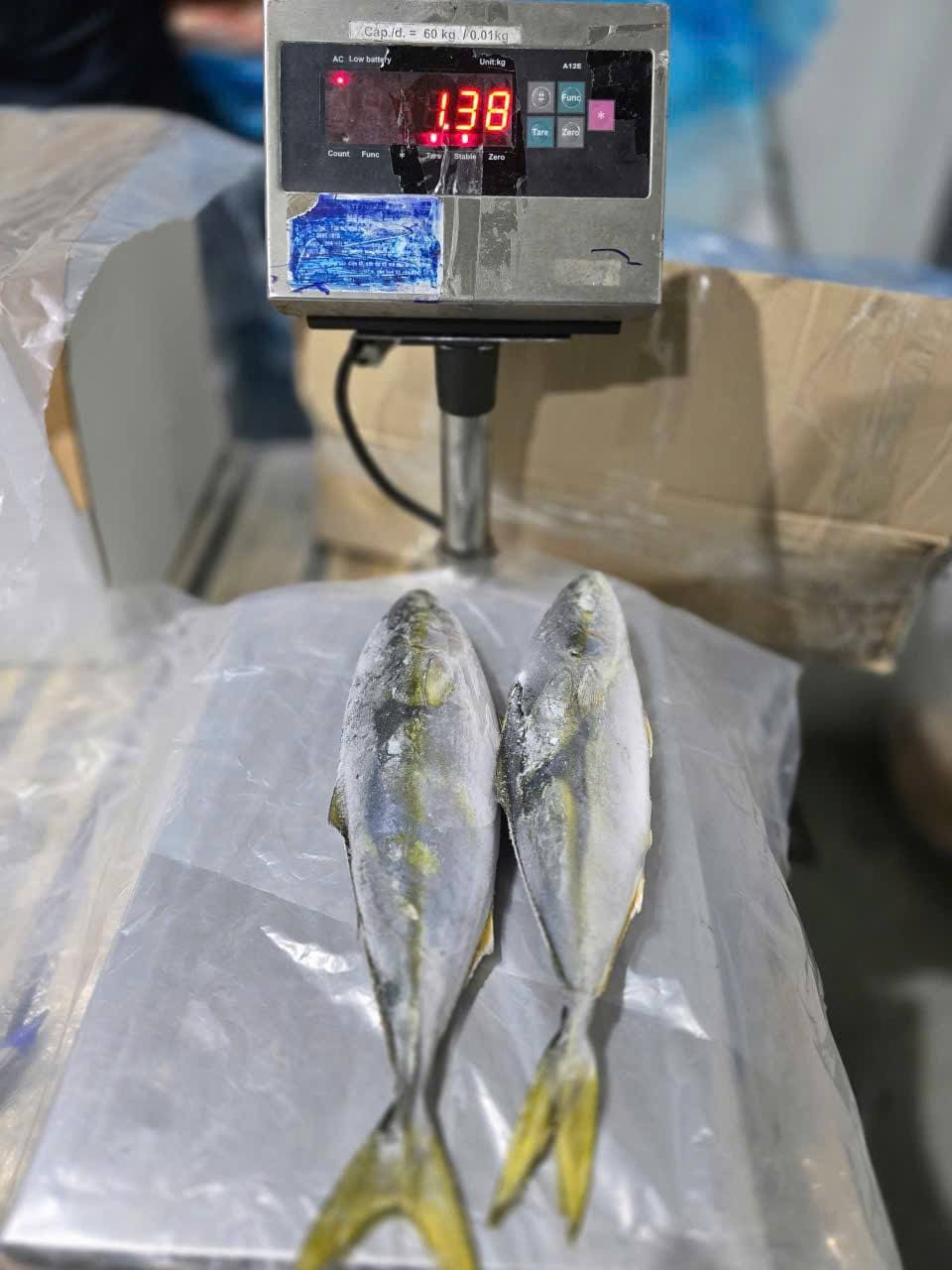 cá cam 500 800gr -1