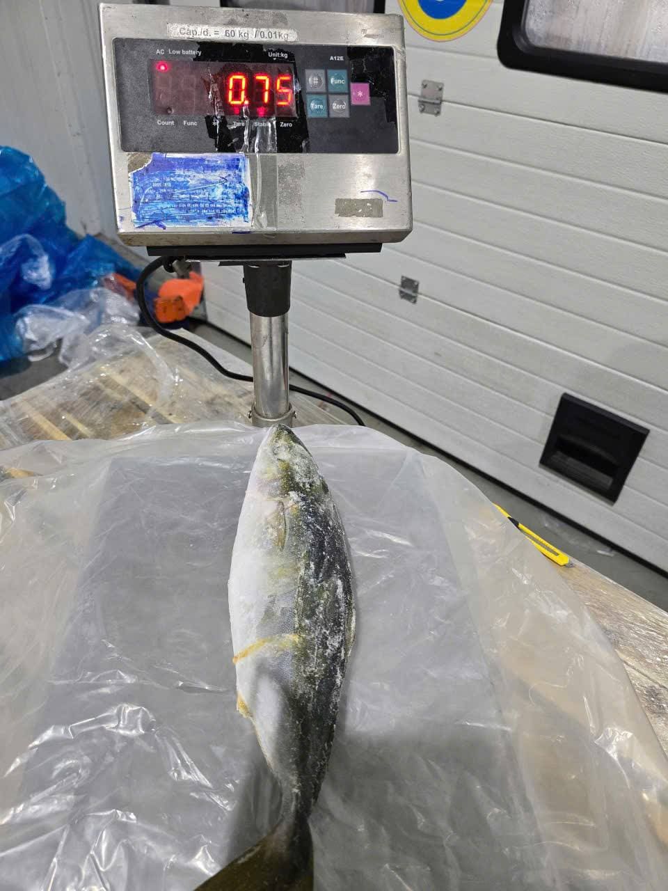 cá cam 500 800gr -2