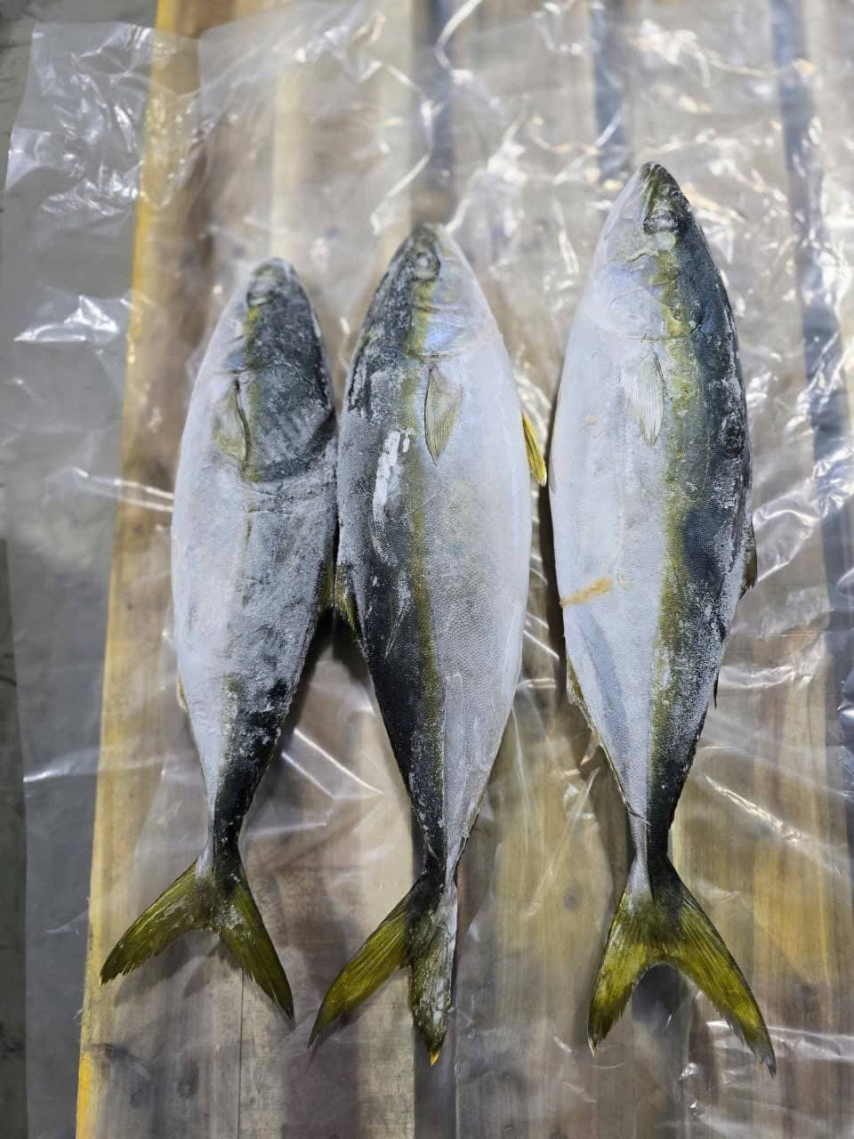 cá cam 500 800gr -3