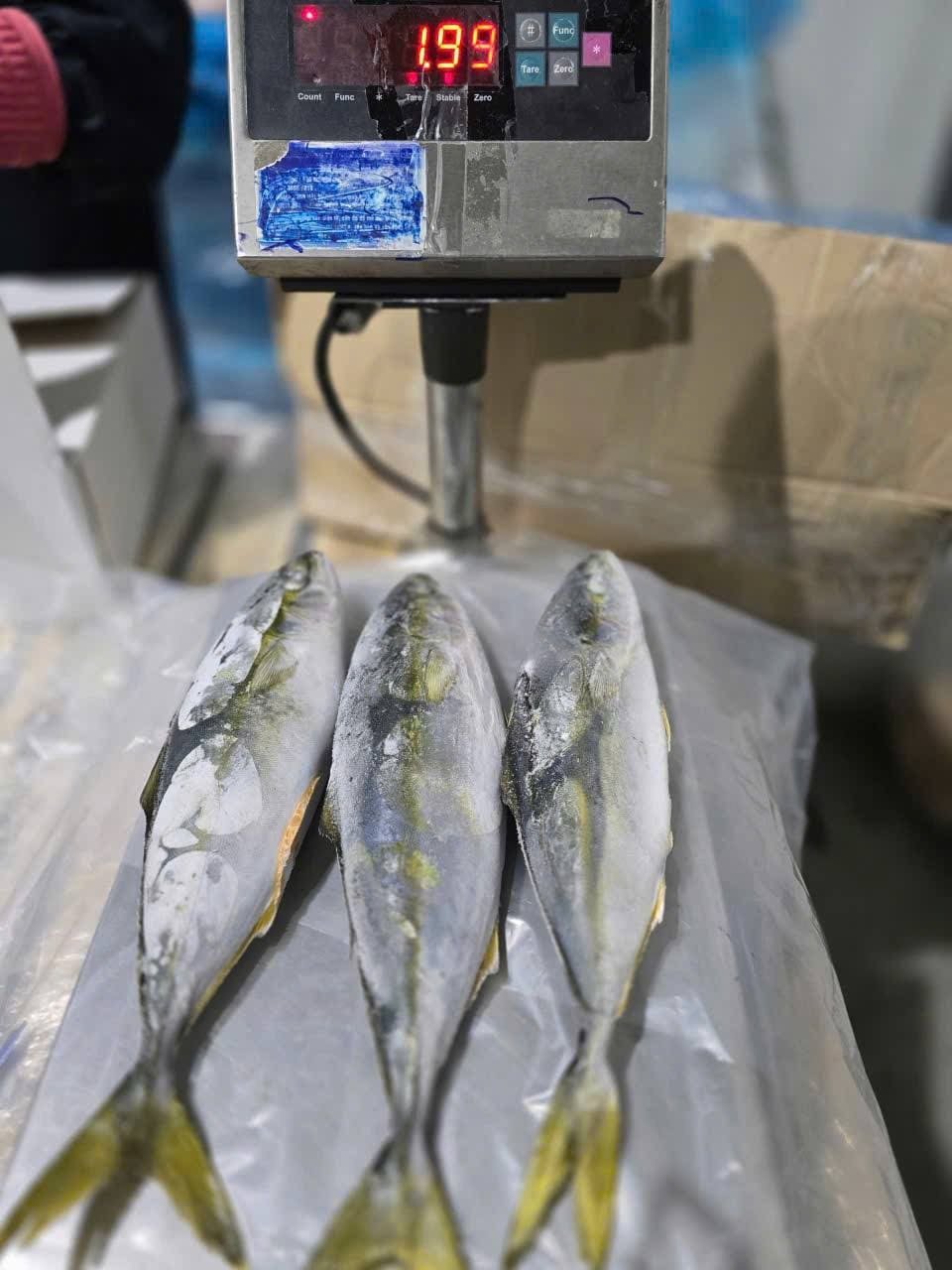 cá cam 500 800gr -4