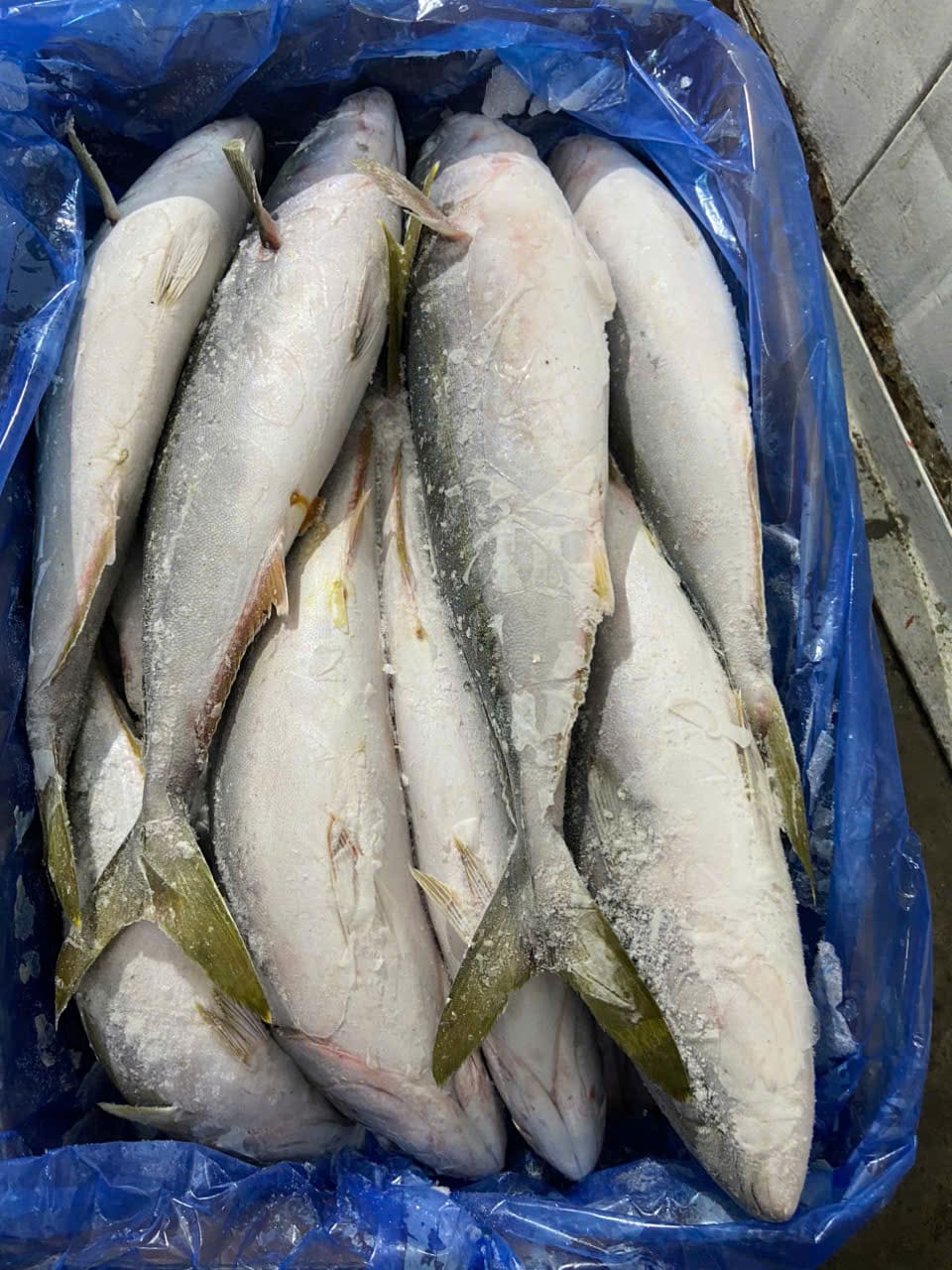 cá cam 500 800gr -5