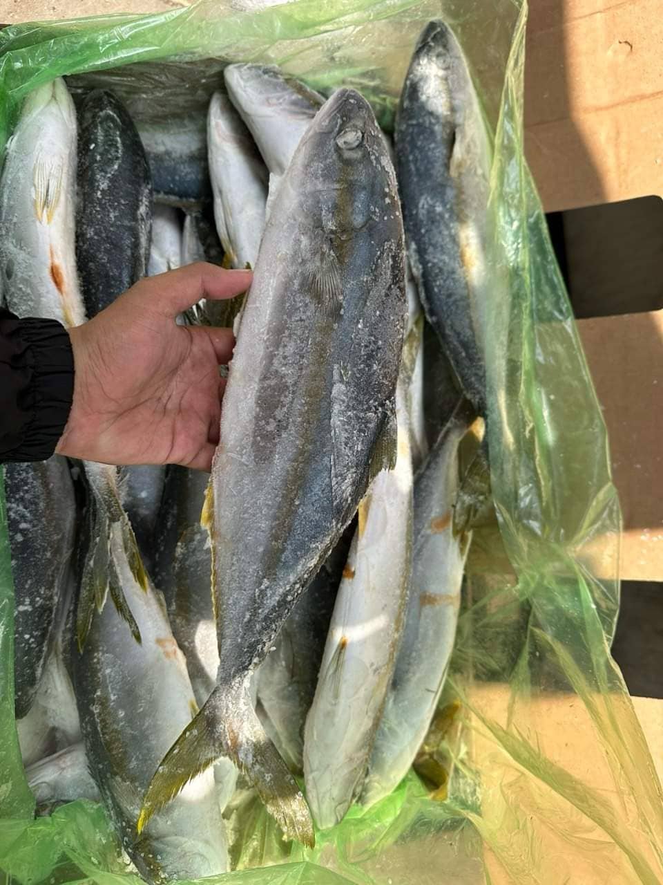 cá cam 500 800gr -7