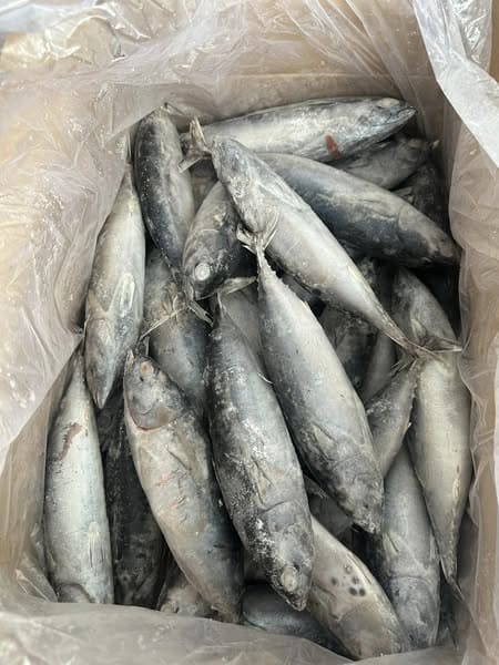 cá ngừ ồ size 3 5 -1