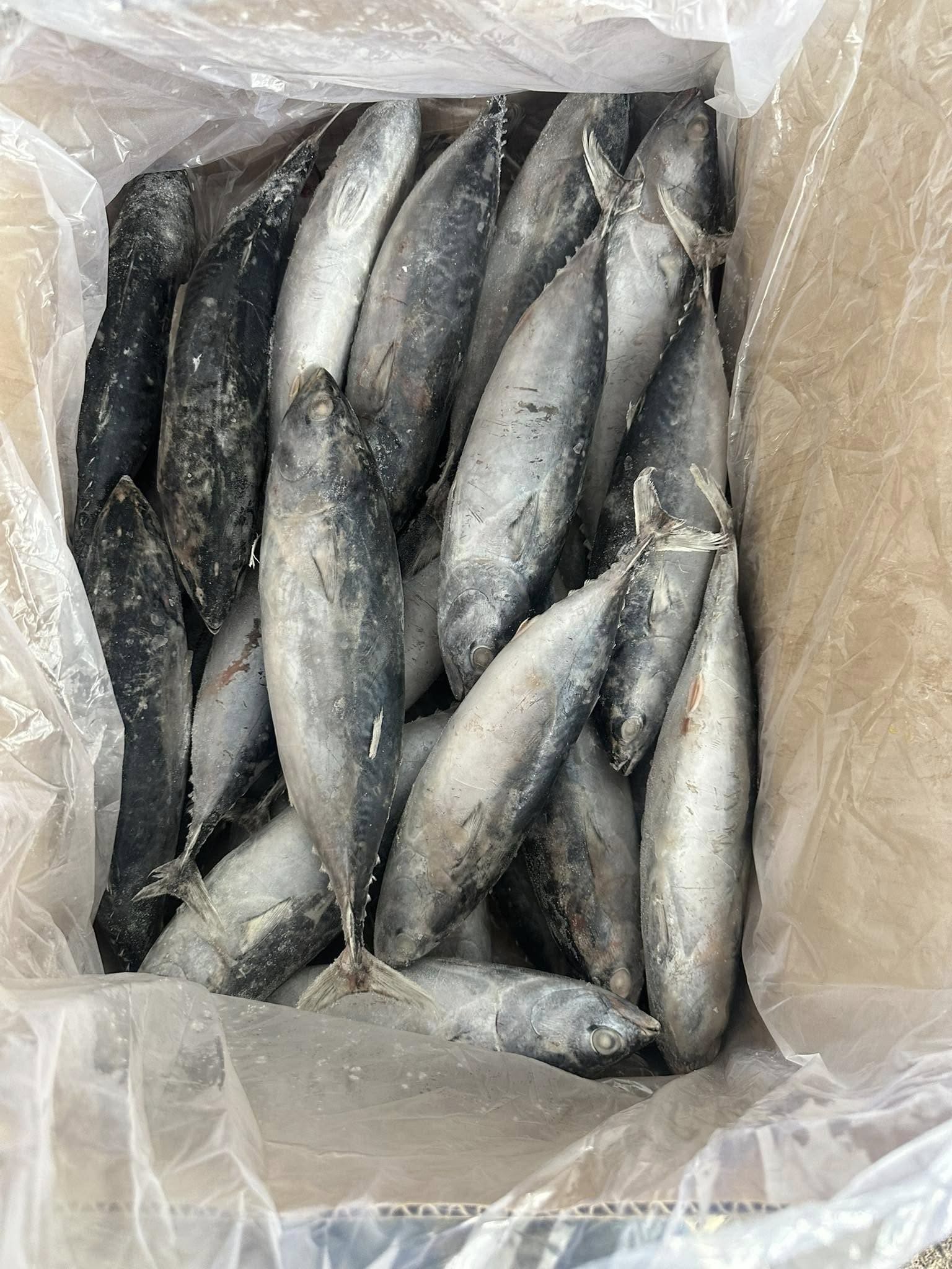 cá ngừ ồ size 3 5 -2