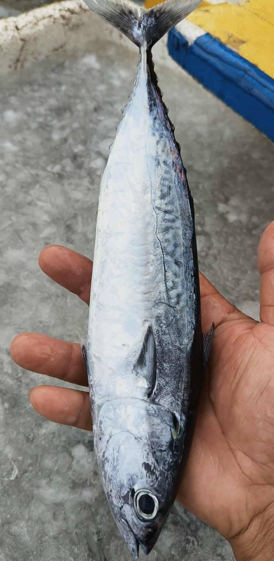 cá ngừ ồ size 3 5