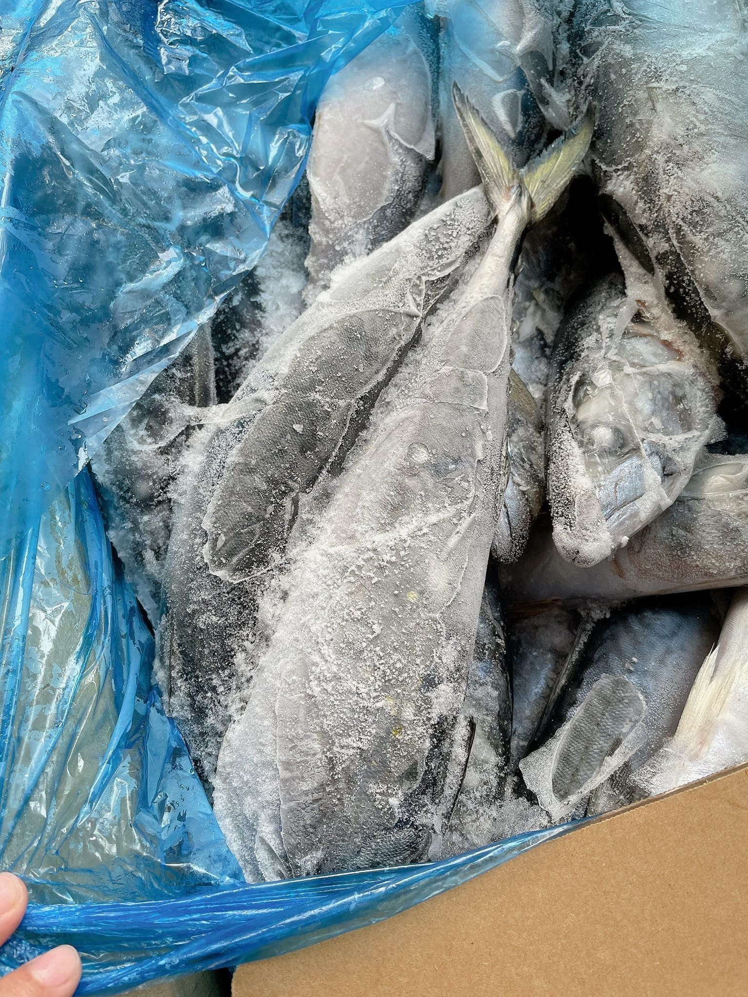 cá sapa nguyên con -1