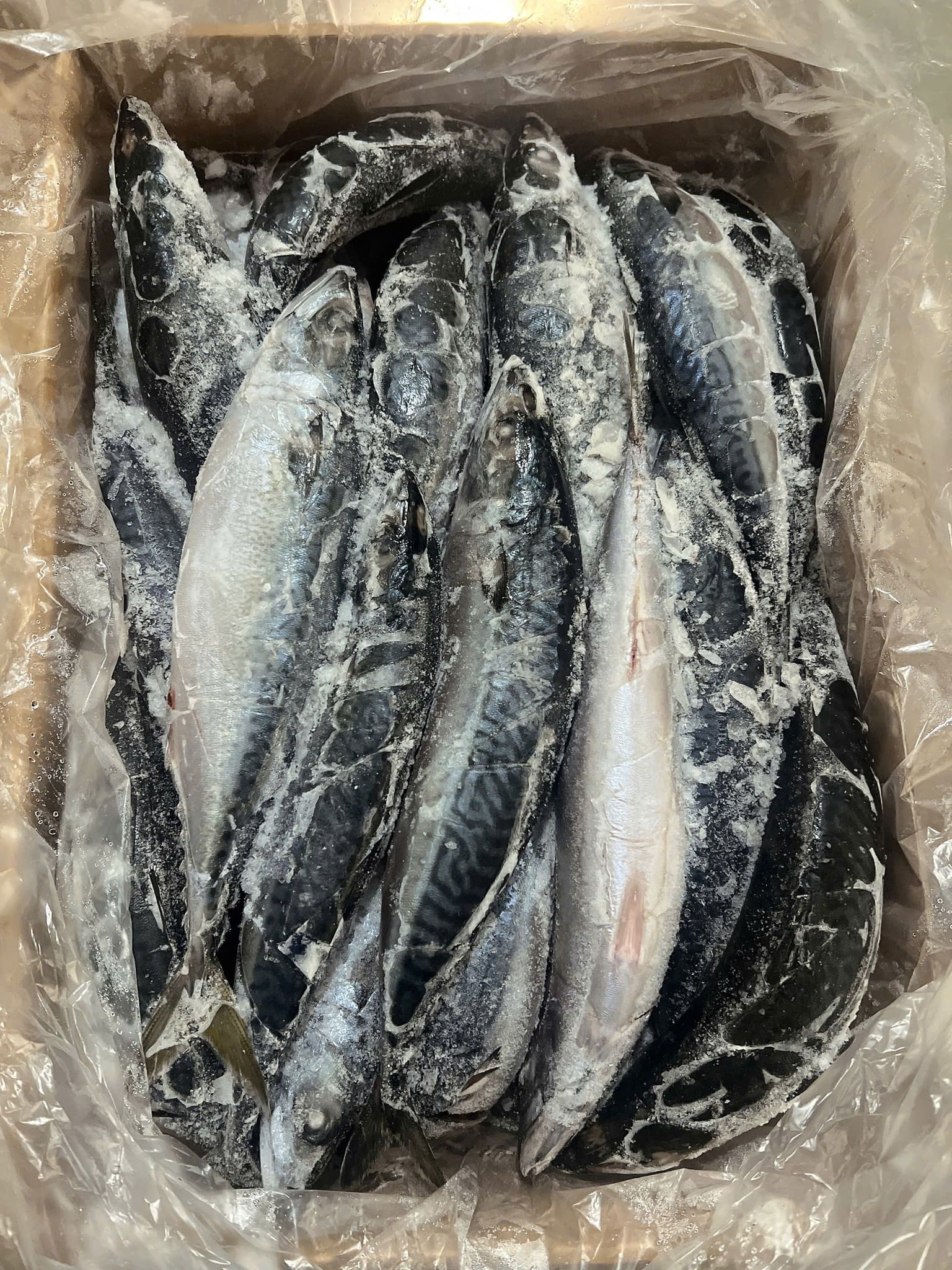 cá sapa nguyên con -3