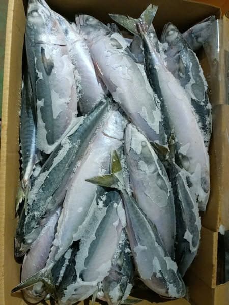 cá sapa nguyên con -4