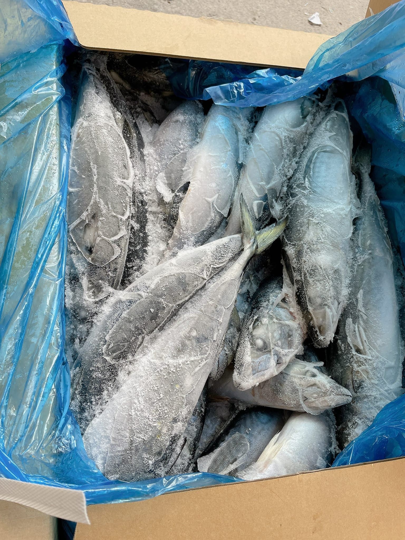 cá sapa nguyên con