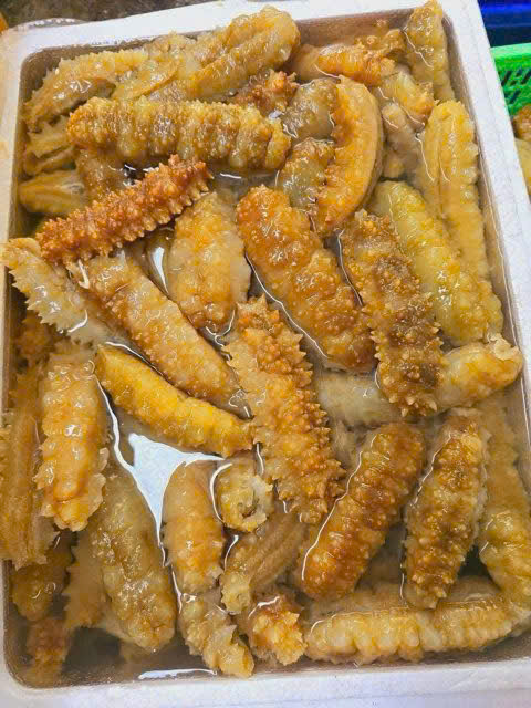 hải sâm gai vàng nhập khẩu size 15 -1