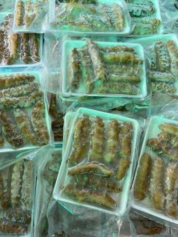 hải sâm gai vàng nhập khẩu size 15 -2