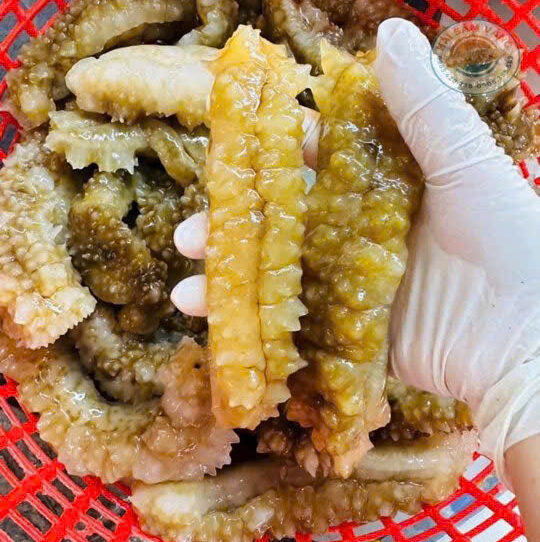 hải sâm gai vàng nhập khẩu size 15 -3