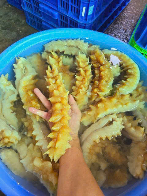 hải sâm gai vàng nhập khẩu size 15 -4