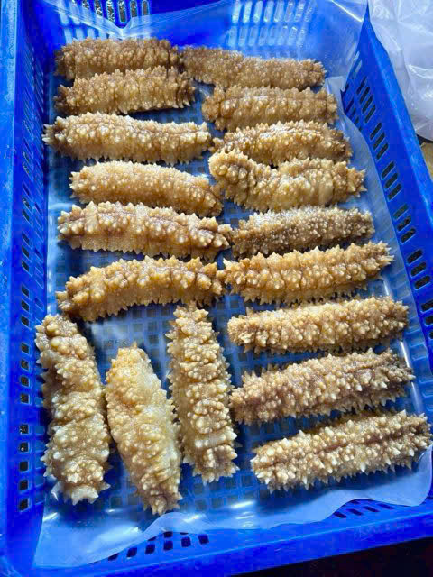 hải sâm gai vàng nhập khẩu size 15 -5