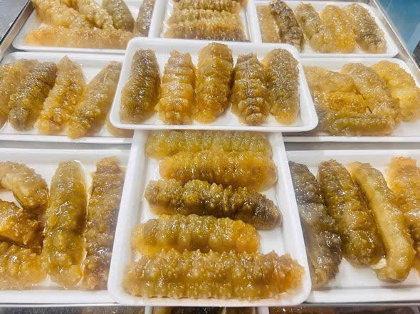 hải sâm gai vàng nhập khẩu size 15