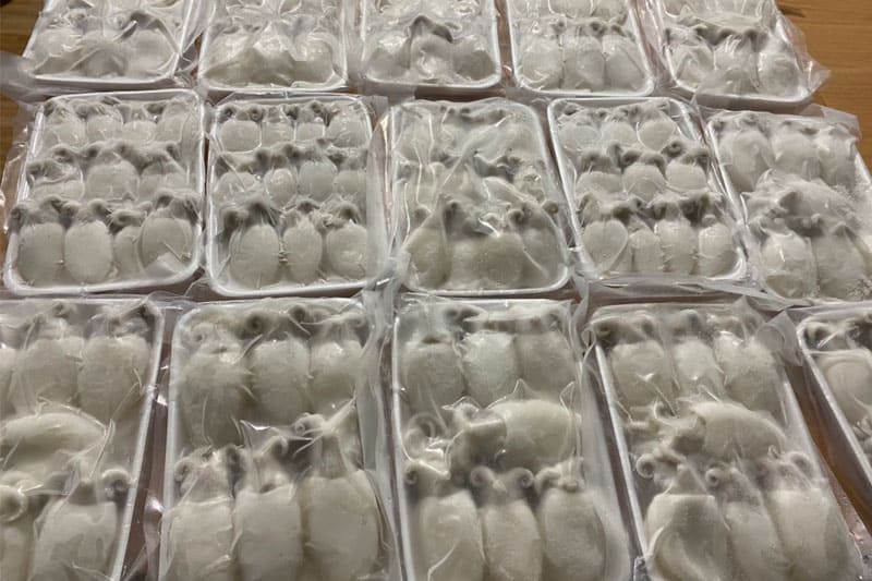 mực nang nút 40 60 -1