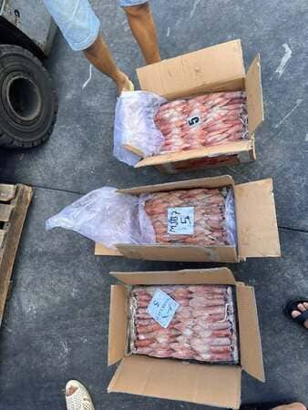 mực ống 300 500gr -10