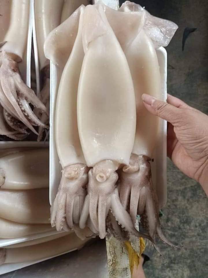 mực ống làm sạch -1