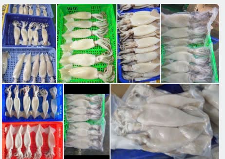 mực ống làm sạch -6