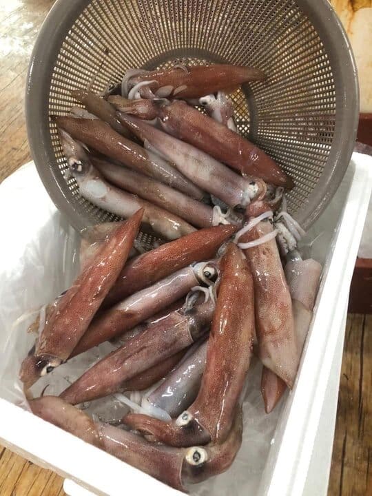 mực ống việt nam 10 15cm -1