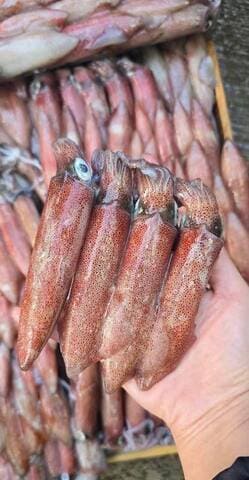 mực ống việt nam 10 15cm