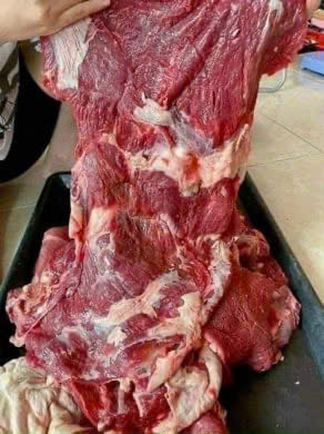 nam cổ trâu ấn độ allana 106 -5