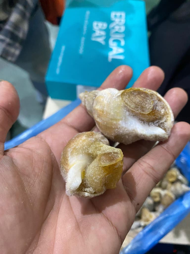 ốc bulot size 40 60 -2