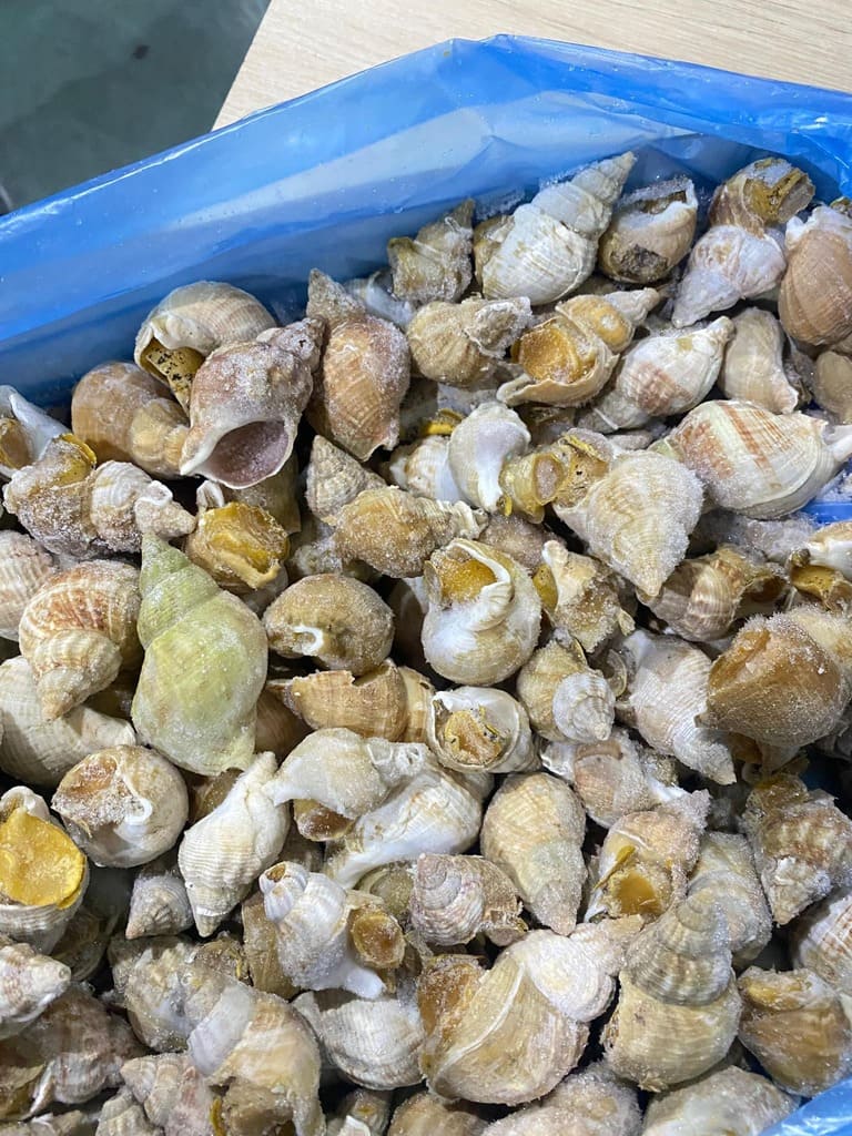 ốc bulot size 40 60 -3