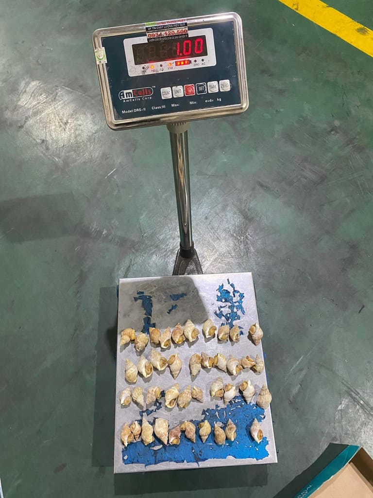 ốc bulot size 40 60 -4