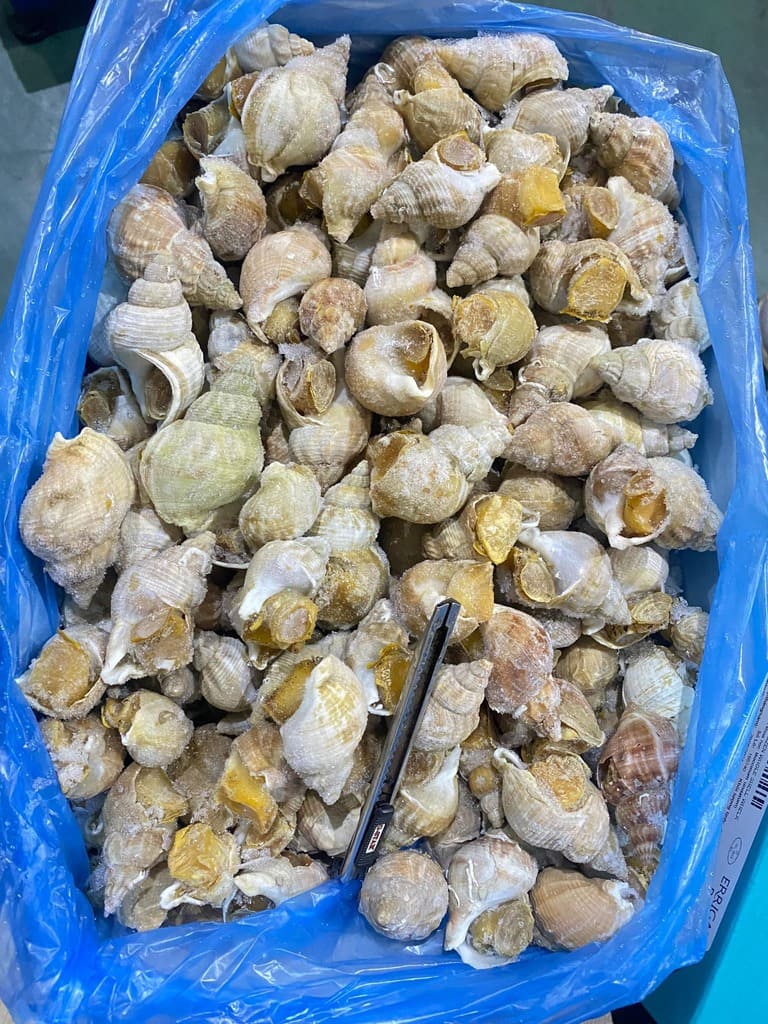 ốc bulot size 40 60 -5