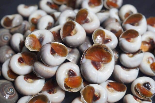 ốc mỡ size 50 80 -1