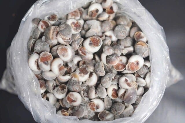 ốc mỡ size 50 80 -2