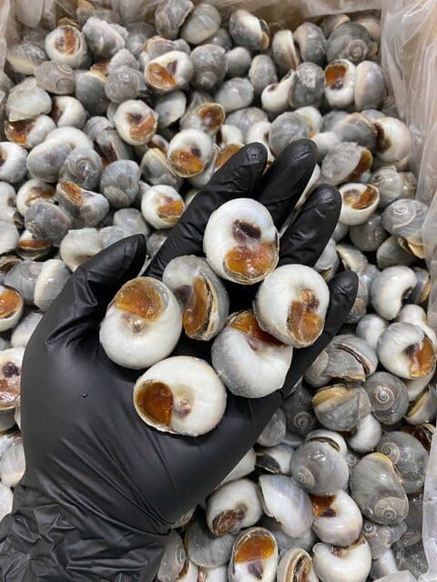 ốc mỡ size 50 80 -4