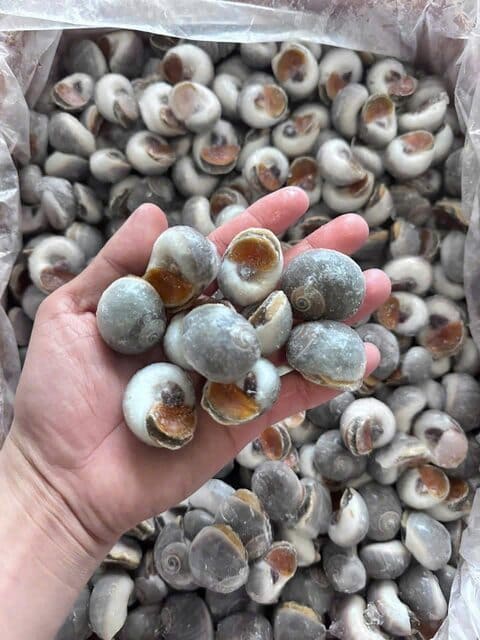 ốc mỡ size 50 80