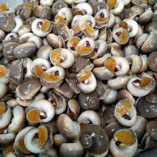 ốc mỡ size 90 120 -1