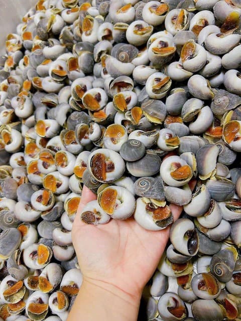 ốc mỡ size 90 120 -2