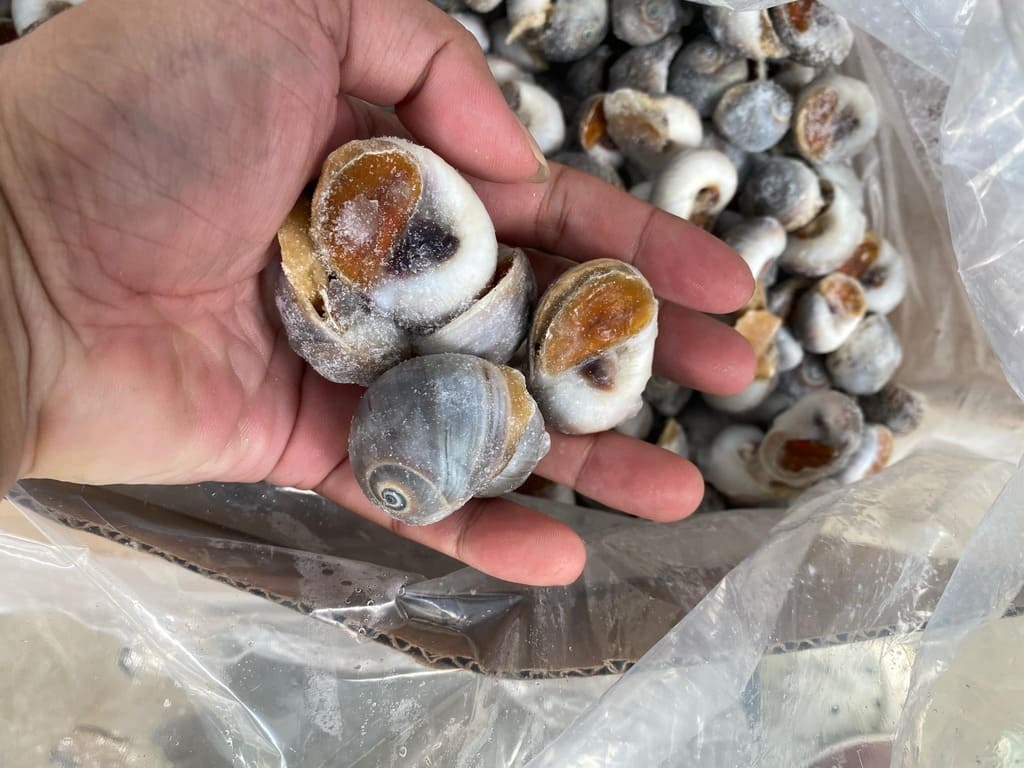 ốc mỡ size 90 120 -3