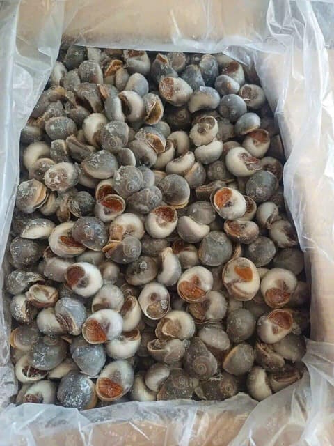 ốc mỡ size 90 120