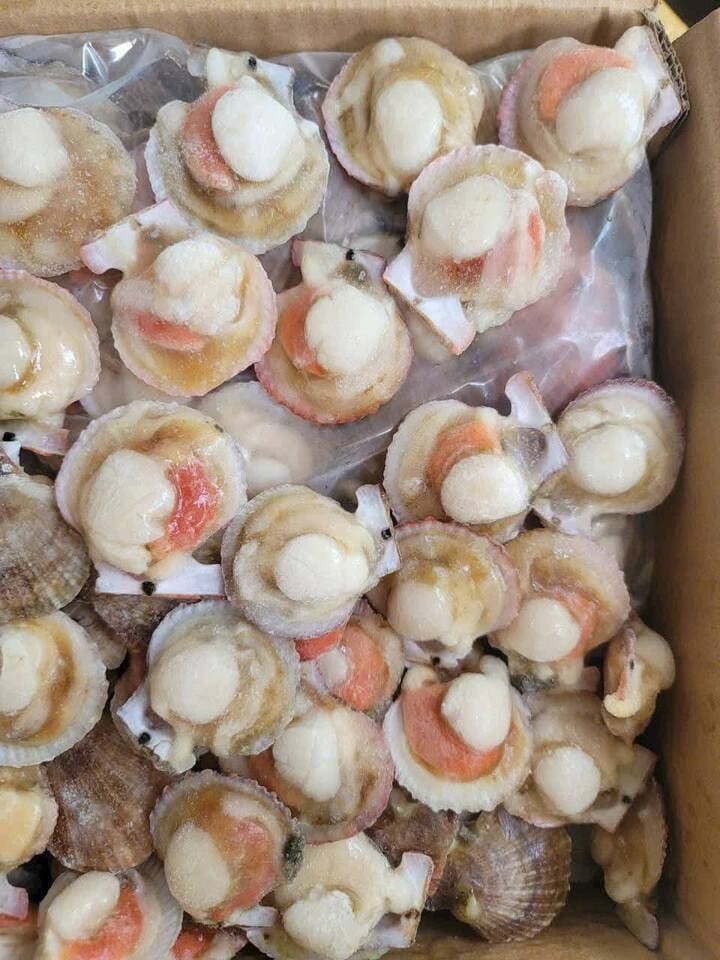 sò điệp mảnh 30 40 -1