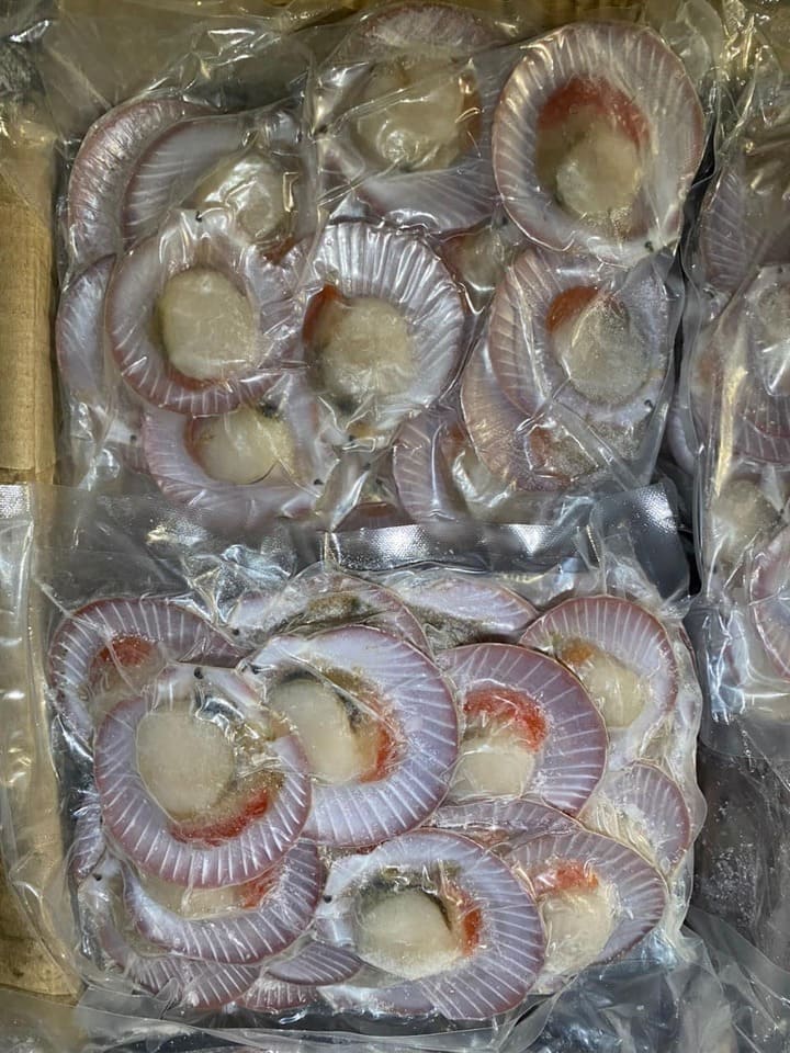 sò điệp mảnh 30 40 -2