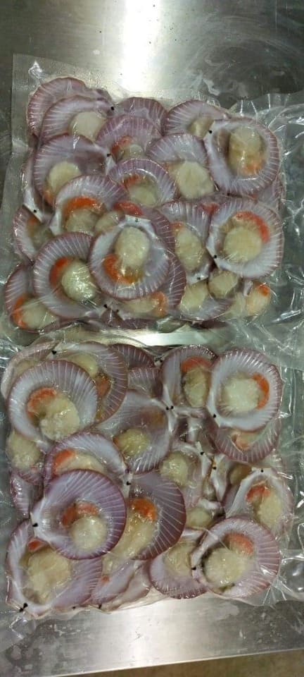 sò điệp mảnh 30 40 -3