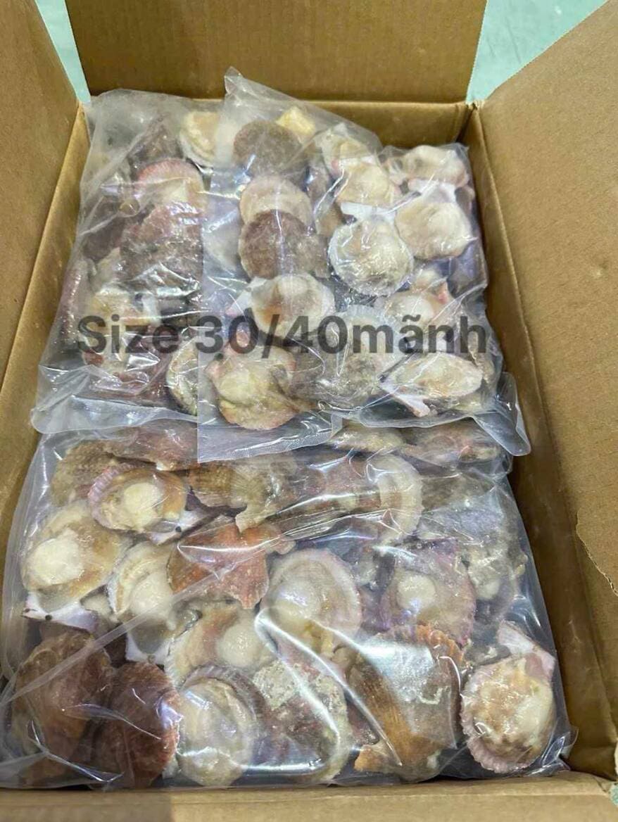 sò điệp mảnh 30 40