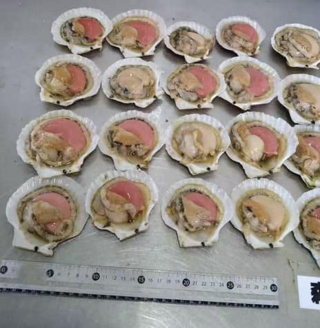 sò điệp nhật -1